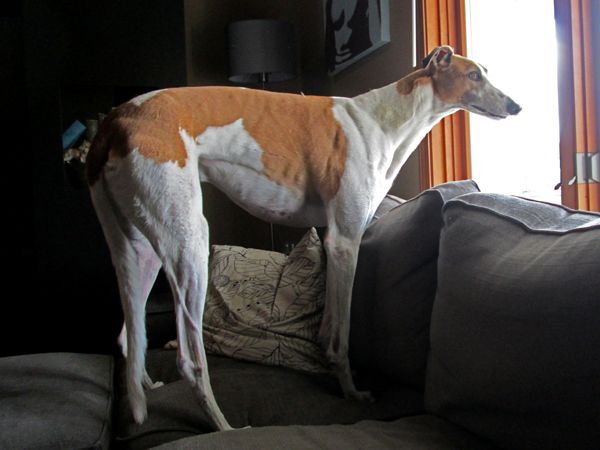 image of Dudley the Greyhound standing on the couch, looking out the front window