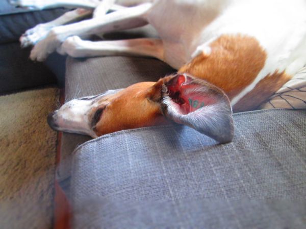 image of Dudley the Red and White Greyhound lying on the couch, his ear flipped up over the arm, revealing the tattoo that shows his racing number