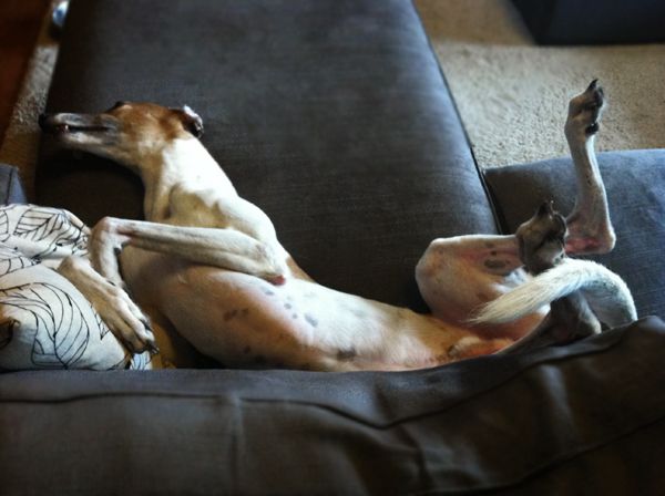 image of Dudley the Greyhound lying on the chaise on his back, curved like a banana, with his legs in the air