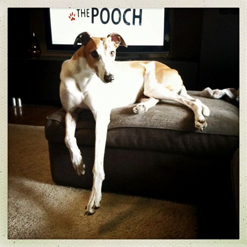 image of Dudley the Greyhound sitting on the ottoman while the TV features the words 'The Pooch' just behind and above him