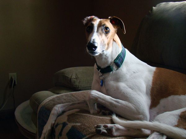 image of Dudley the Greyhound sitting on the couch