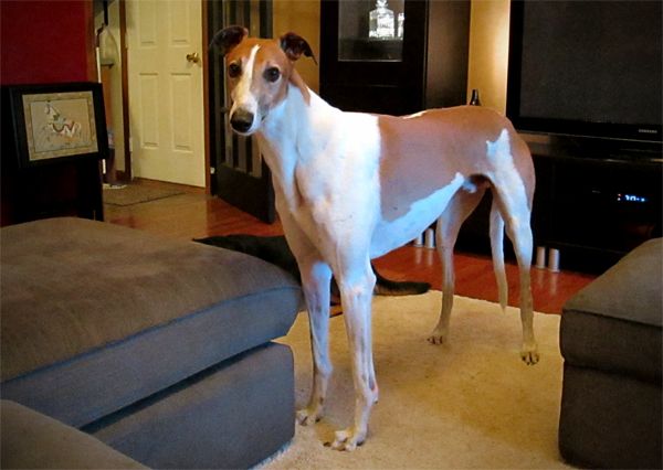 image of Dudley the Greyhound standing in the middle of the living room, looking at me with a cute expression on his face