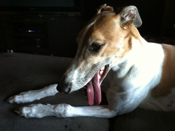 image of Dudley the Greyhound looking stoned with his tongue hanging out