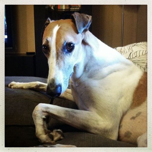 image of Dudley the Greyhound sitting on the ottoman, looking at me dubiously