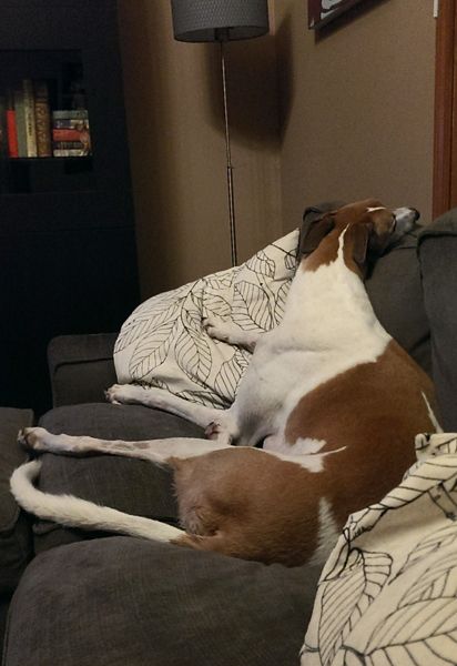 image: Dudley the Greyhound lies on the sofa with his neck twisted around so he can look out the window poutily
