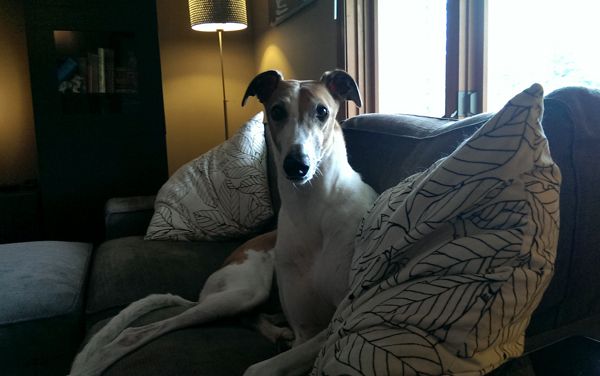 image of Dudley the Greyhound sitting on the couch, looking at me with big eyes