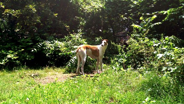 image of Dudley the Greyhound standing in the garden