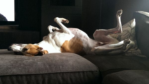 image of Dudley the Greyhound lying on his back on the ottoman with his legs in the air