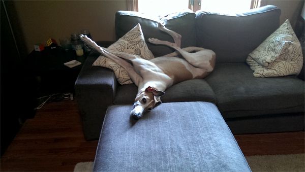 image of Dudley lying on his back on the loveseat with his legs sticking out all akimbo
