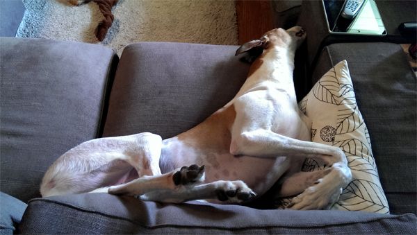 image of Dudley lying on his back on the couch with his legs curled up, completely zonked