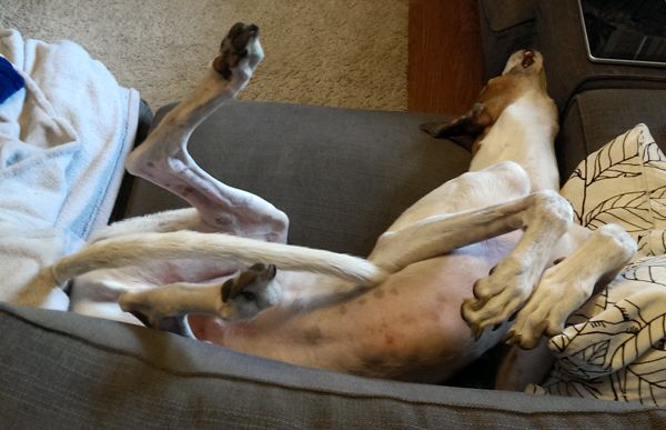 Dudley the Greyhound lies on the couch on his back with his legs and tail in the air, and his head twisted around and nearly hanging off the cushion, sound asleep