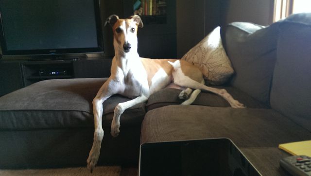 image of Dudley the Greyhound sitting on the ottoman, looking regal and silly at the same time