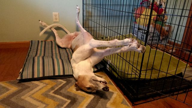 image of Dudley the Greyhound lying on his back beside his crate, his front legs outstretched to give him the appearance of flying