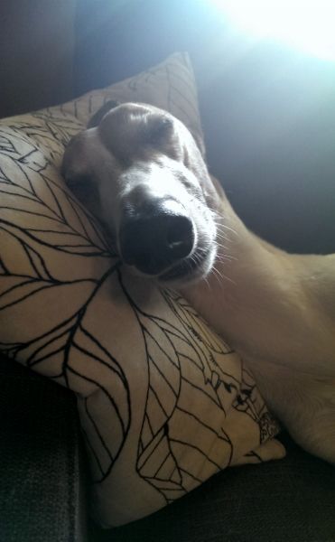 Dudley sleeps on the couch with his head on a pillow, his neck looking impossibly long