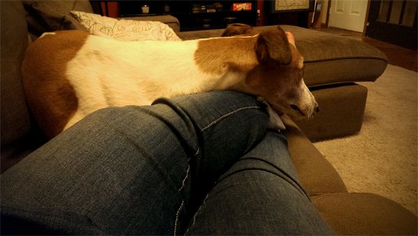 image of Dudley the Greyhound curled up next to me on the couch, his chin on my legs