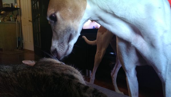 image of Dudley the Greyhound sniffing Sophie the Torbie Cat's head