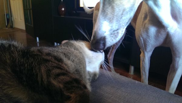 image of Sophie marking Dudley's muzzle with her cheek