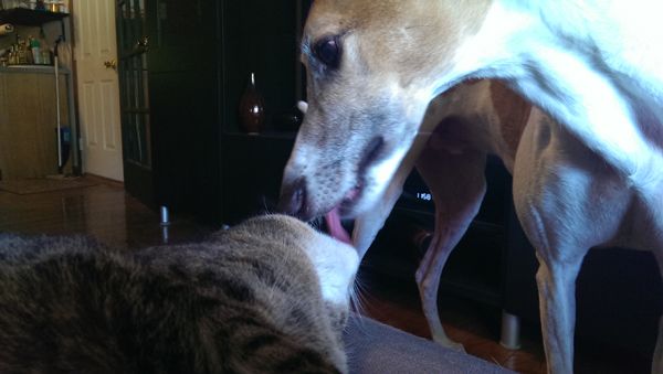 image of Dudley licking Sophie's head