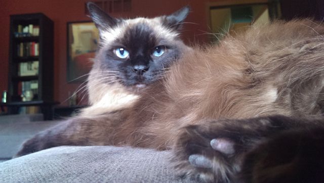 image of Matilda the fluffy seal-point blue-eyed cat sitting on the ottoman giving me A Look