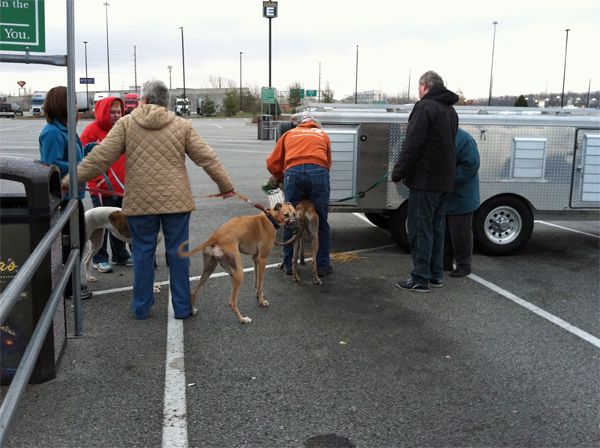 image of the greyhounds waiting to be loaded into our rescue's trailer