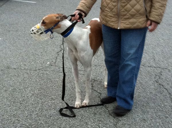 image of a greyhound who looks like Dudley