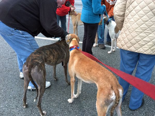 image of greyhounds on leashes, standing amongst a group of people