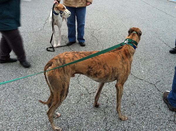 image of the brindle male greyhound in Iain's charge
