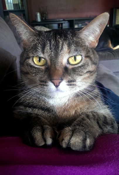 image of Sophie the Torbie Cat sitting on me, looking at me with big eyes
