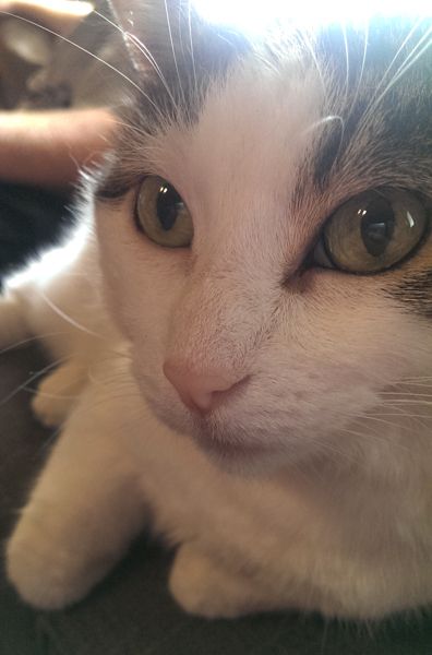 image of Olivia the white farm cat's face in close-up