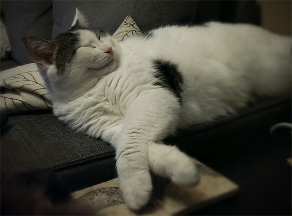 image of Olivia the White Farm Cat lying on the arm of the couch, looking like she's grinning, with her front legs crossed