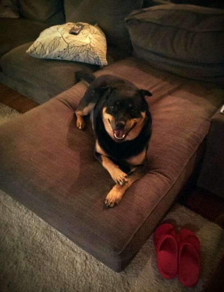 image of Zelda the Black and Tan Mutt sitting on the ottoman with her front paws crossed, grinning