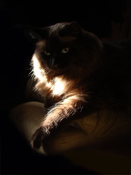 image of Matilda the Cat sitting in shadows with just a line of sunlight falling across her