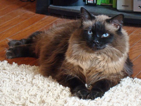 image of Matilda the Cat lying on the floor like the Queen, looking very sassy