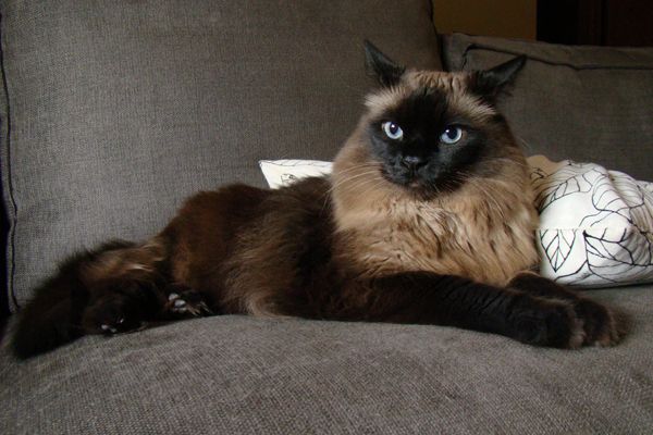 Matilda the Cat, lying on the couch like a queen