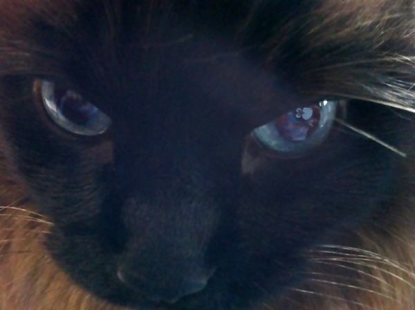 extreme close-up of Matilda's blue eyes, in which is reflected the cartoon penguin on my camera case