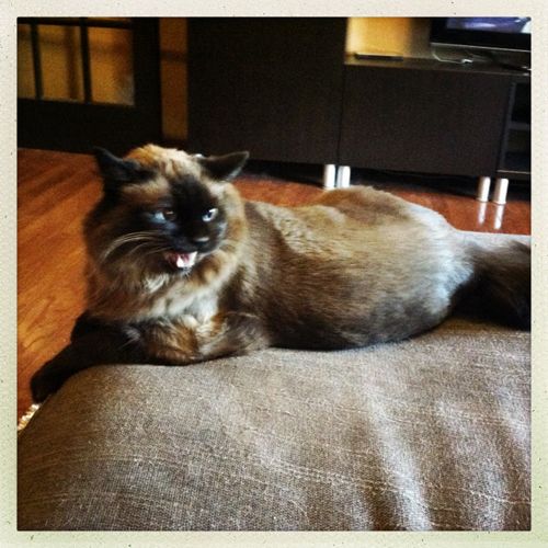 image of Matilda the Cat lying on the chaise, meowing