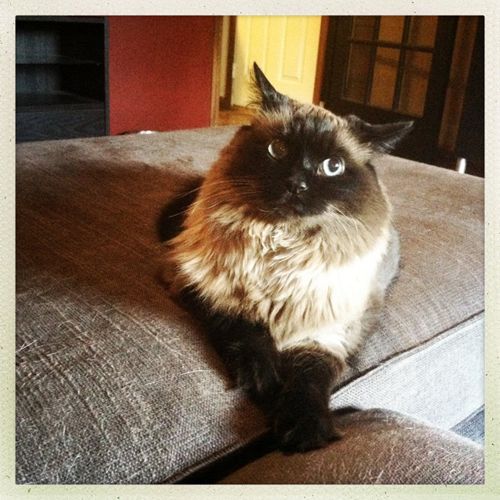 image of Matilda the Cat sitting on the chaise with her front paws crossed