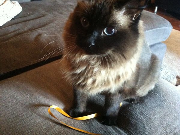 image of Matilda the Cat sitting on the couch with her ribbon, imploring me to play