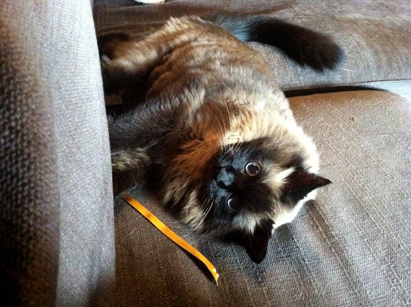 image of Matilda lying on her side with the ribbon beside her, looking up at me