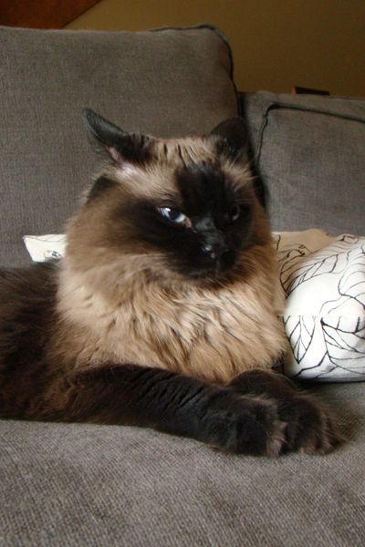 image of Matilda the Blue-Eyed and Long-Haired Sealpoint Cat, lying on the couch with her ears back