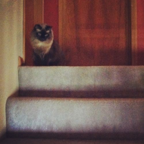 Matilda the Cat, sitting at the top of the stairs, gazing down at the living room below