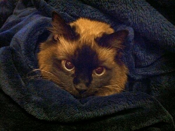 image of Matilda the Cat's head sticking out of a pile of blue blanket