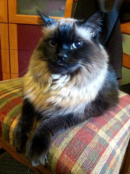 Matilda the Long-Haired Sealpoint Cat, sitting on a chair with the tip of her tongue hanging out