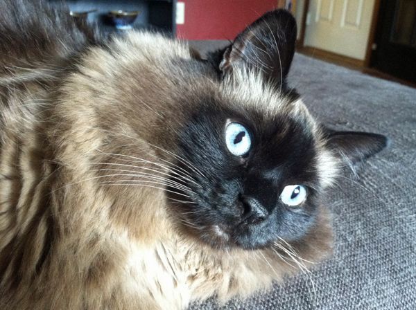 image of Matilda the Seal Point Cat lying on the couch staring into the distance with her big blue eyes