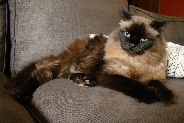 image of Matilda the Fuzzy Sealpoint Blue-Eyed Cat lying on the couch