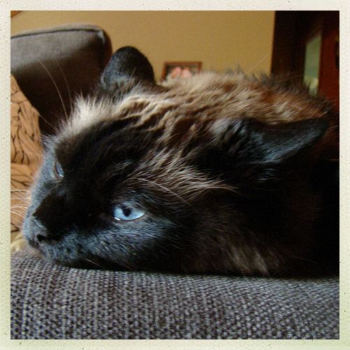 image of Matilda the Blue-Eyed Sealpoint Fuzzy Cat, lying on the sofa looking sleepy