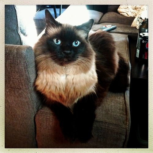 image of Matilda the Sealpoint Blue-Eyed Fuzzy Cat, sitting on the arm of the couch