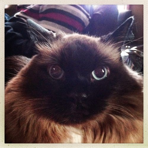 image of Matilda the Seal-Point Blue-Eyed Cat staring intently at the camera