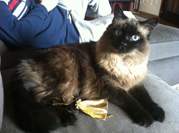 image of Matilda the Seal-Point Long-Haired Blue-Eyed Cat sitting on the couch with a little gold bag, looking at me