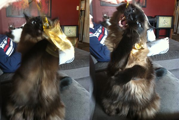 two images of Matilda playing with her purse as I hold it: in one, she is wildly punching at it; in the other, she is biting the string and making a zany face